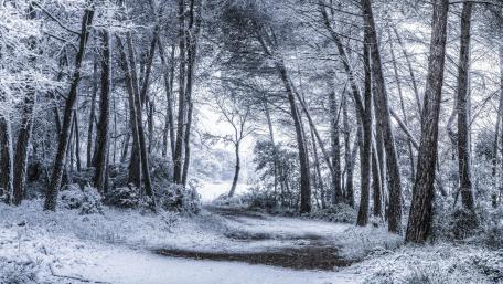 Snowy forest path wallpaper