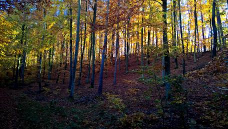 Colors of the autumn wallpaper