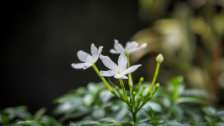 Flower wallpaper