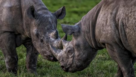 Rhinoceros wallpaper