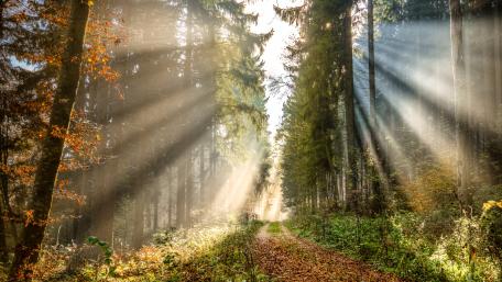 Rays of the sun in the fall forest wallpaper