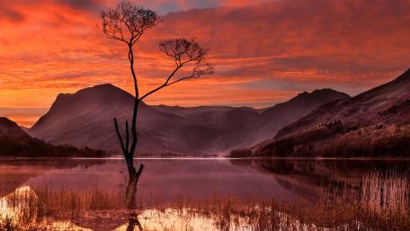 Lone tree in the lake wallpaper