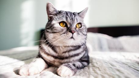 Beautiful cat wallpaper