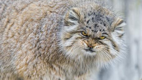 Pallas's cat wallpaper