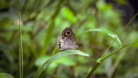 Butterfly - Sri Lanka wallpaper
