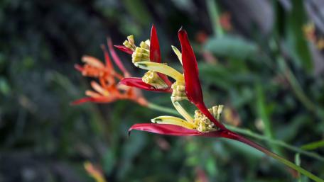 Heliconia from Sri Lanka wallpaper