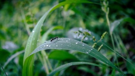 Ant on leaf wallpaper