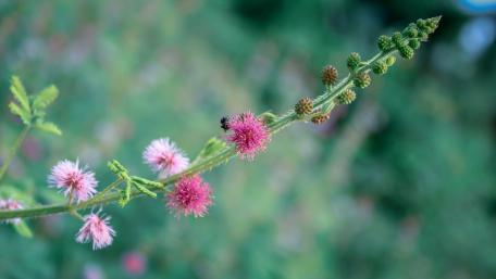 Giant touch me not flowers wallpaper