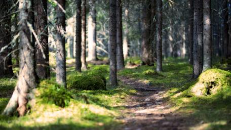 Pathway in the mossy forest wallpaper