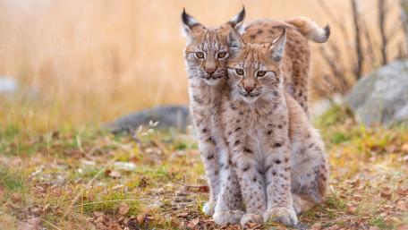 Beautiful Lynx wallpaper