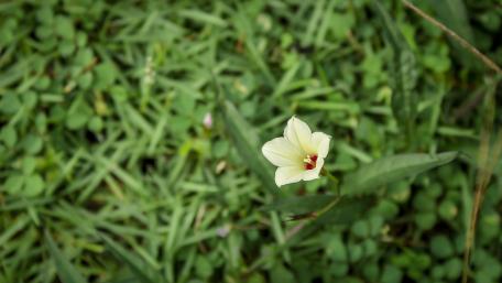 Wild flowers from Sri Lanka wallpaper
