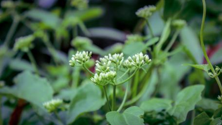 Wild flowers from Sri Lanka wallpaper