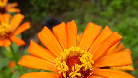 Vibrant Orange Floral Beauty wallpaper