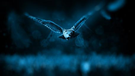 Owl surveillance to attack wallpaper