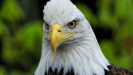 Bald Eagle close up wallpaper