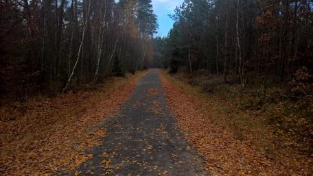 Autumn Pathway Through Tranquil Forest Scene wallpaper