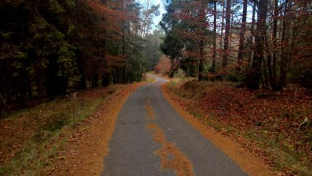 Serene Autumn Road in Nature's Embrace wallpaper