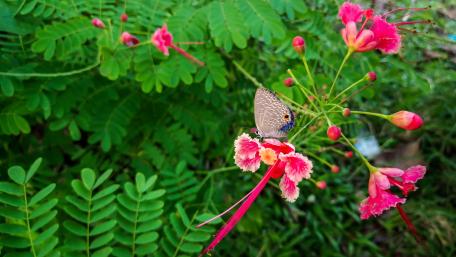 Butterfly Sri Lanka wallpaper