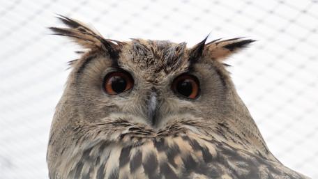 Regal Stare of the Watchful Owl wallpaper