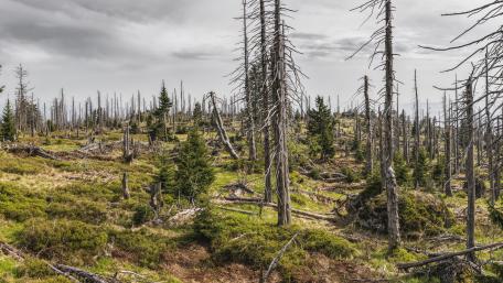 Dry forest wallpaper