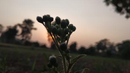 Sunset Flower wallpaper