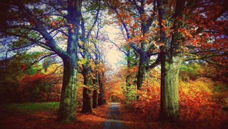 Autumn tree lane wallpaper