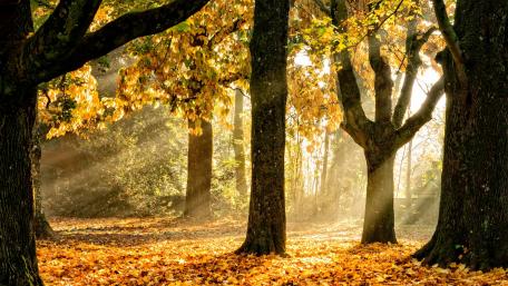 Golden Rays Through Autumn Trees wallpaper