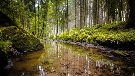 Pond in a green forest wallpaper