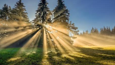 Sunlit Forest Radiance wallpaper