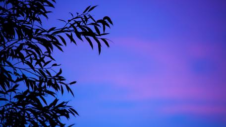 Branches silhouette wallpaper