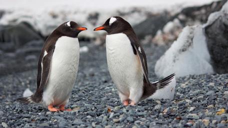 Emperor Penguins wallpaper