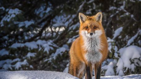 Fox in a Snowy Wonderland wallpaper