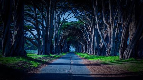 Majestic Tree-Lined Pathway in Nature wallpaper