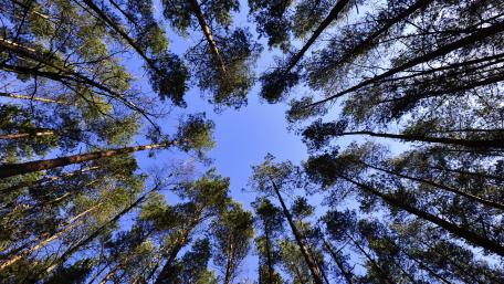 Worm's-Eye View of Tall Trees wallpaper