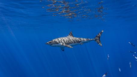 Great white shark in the sunrays wallpaper