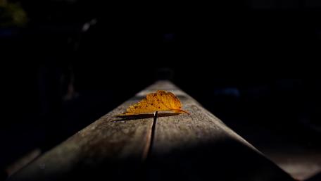 Golden Leaf in Shadows wallpaper