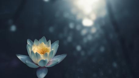 Lense Flare White Lotus Photo wallpaper