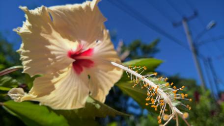 White Hibiscus wallpaper