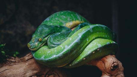 Emerald Serpent on Twisted Wood wallpaper