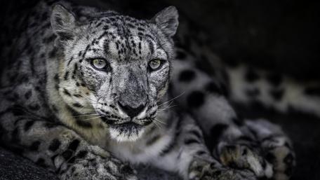 Majestic Snow Leopard in Monochrome Artistry wallpaper