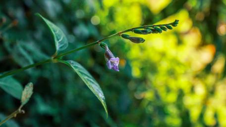 Wild flowers from Sri Lanka wallpaper