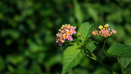Wild flowers from Sri Lanka wallpaper