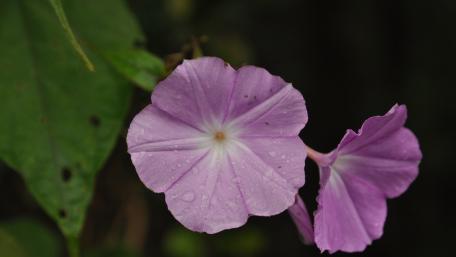 Delicate Morning Glory Wildflowers in Glorious Detail wallpaper