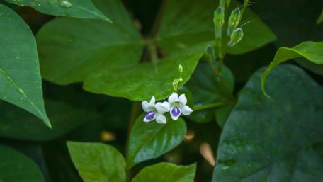 Wild flowers from Sri Lanka wallpaper