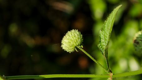 Wild flower bud - sri lanka wallpaper