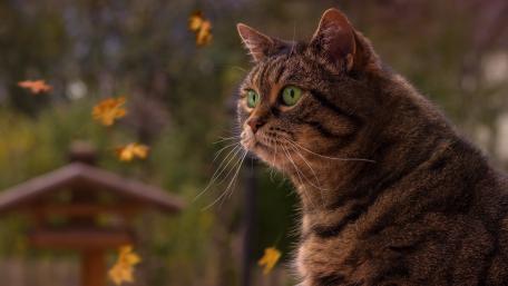 Green-eyed cat wallpaper