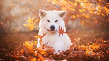 Autumn Serenity with a Pungsan Dog wallpaper