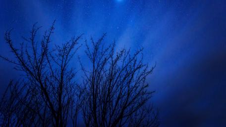 Night sky above the trees wallpaper