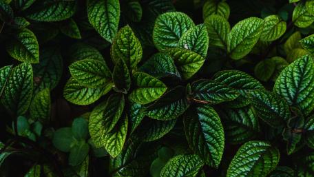 Vivid green leaves wallpaper