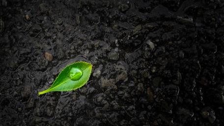 Nature's Serenity with a Waterdrop on Leaf wallpaper